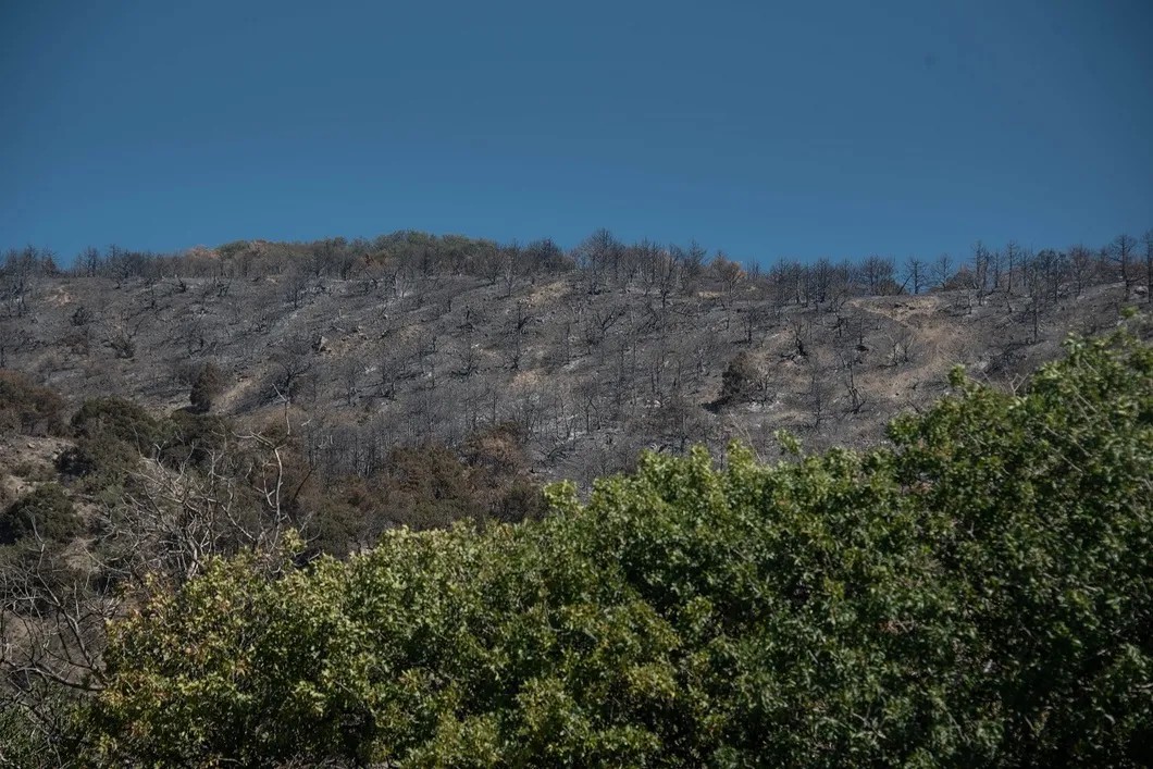 Выгоревшие части можжевелового леса на Утрише. Фото: Виктория Одиссонова / «Новая газета»