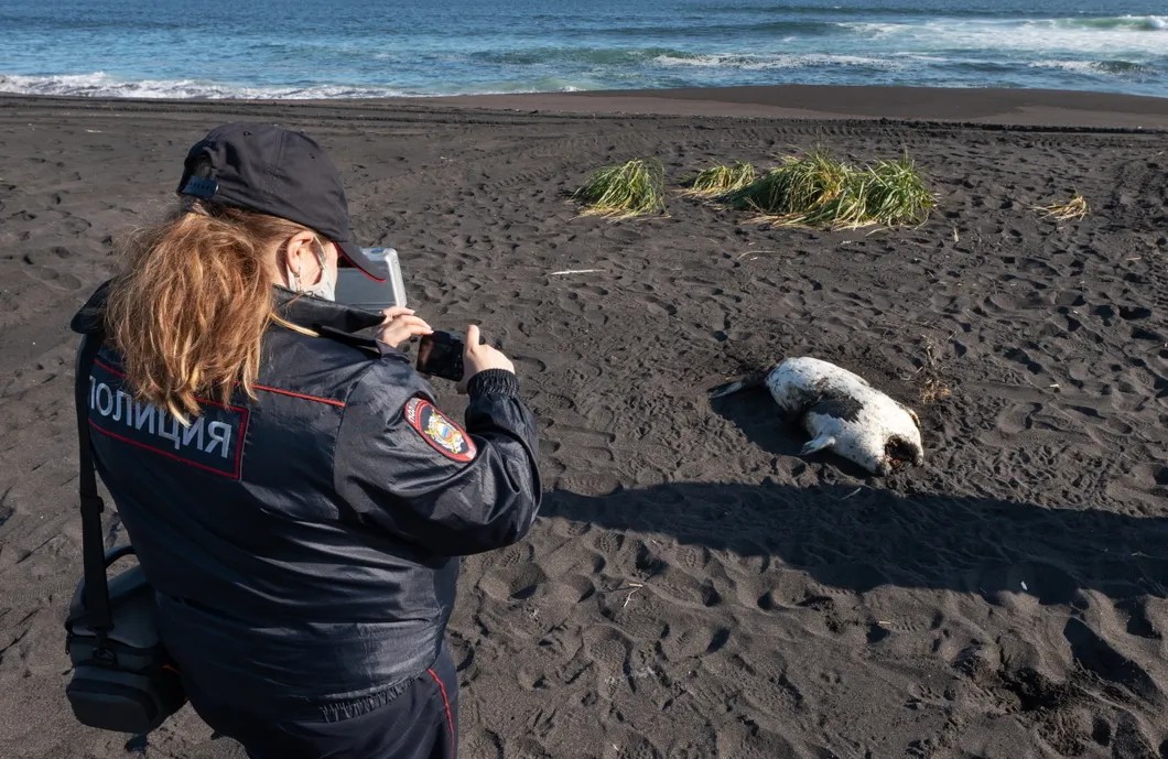 Криминалист фотографирует труп животного на пляже, с которого уже частично убрали погибших морских обитателей. Фото: РИА Новости