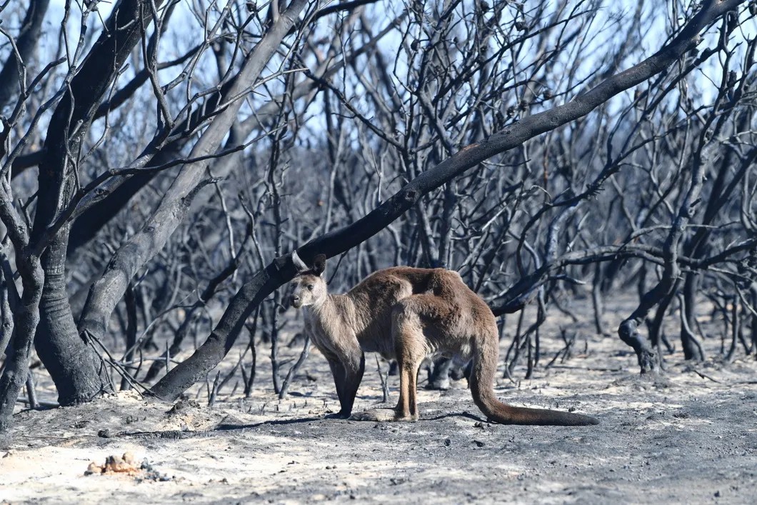 Кенгуру в Национальном парке Флинджера Чейза во время пожаров на острове Кенгуру, Австралия, 7 января 2020 года. Фото: EPA-EFE/DAVID MARIUZ
