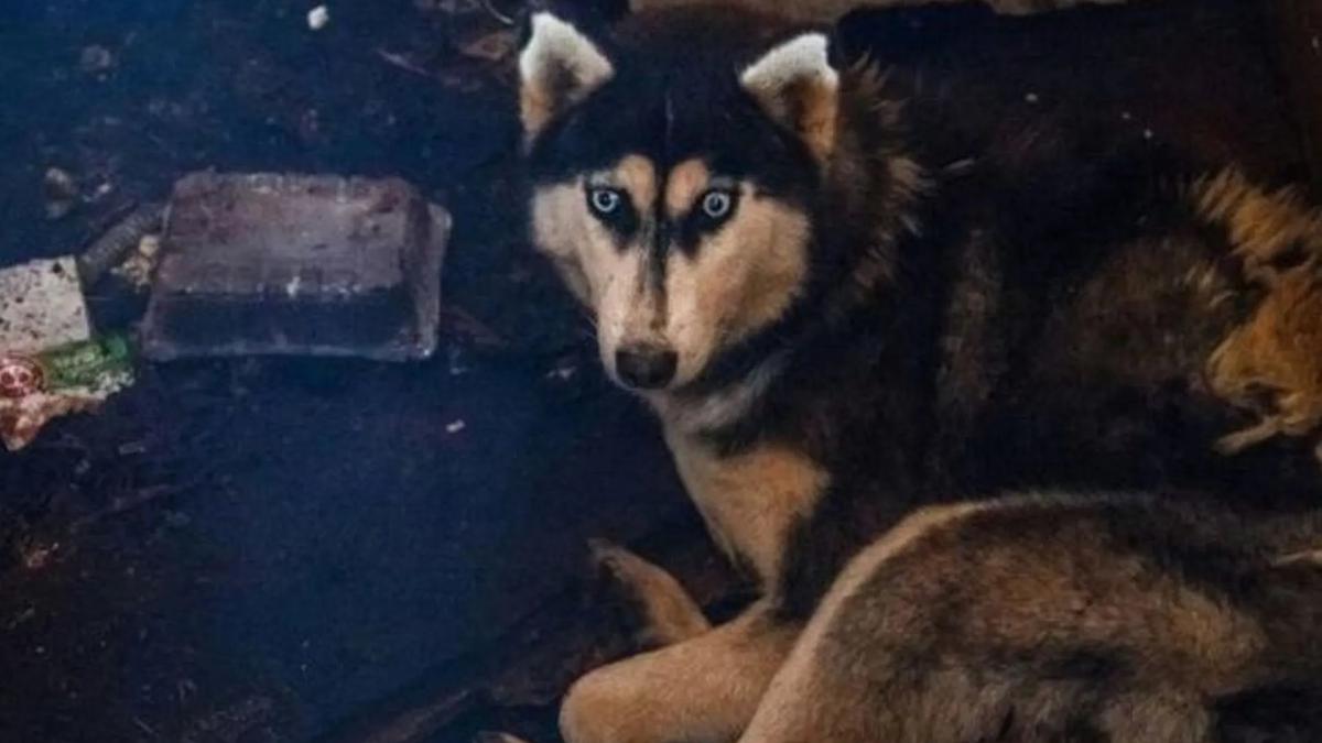 Владельца 160 собак обвинили в жестоком обращении. СК начал проверку