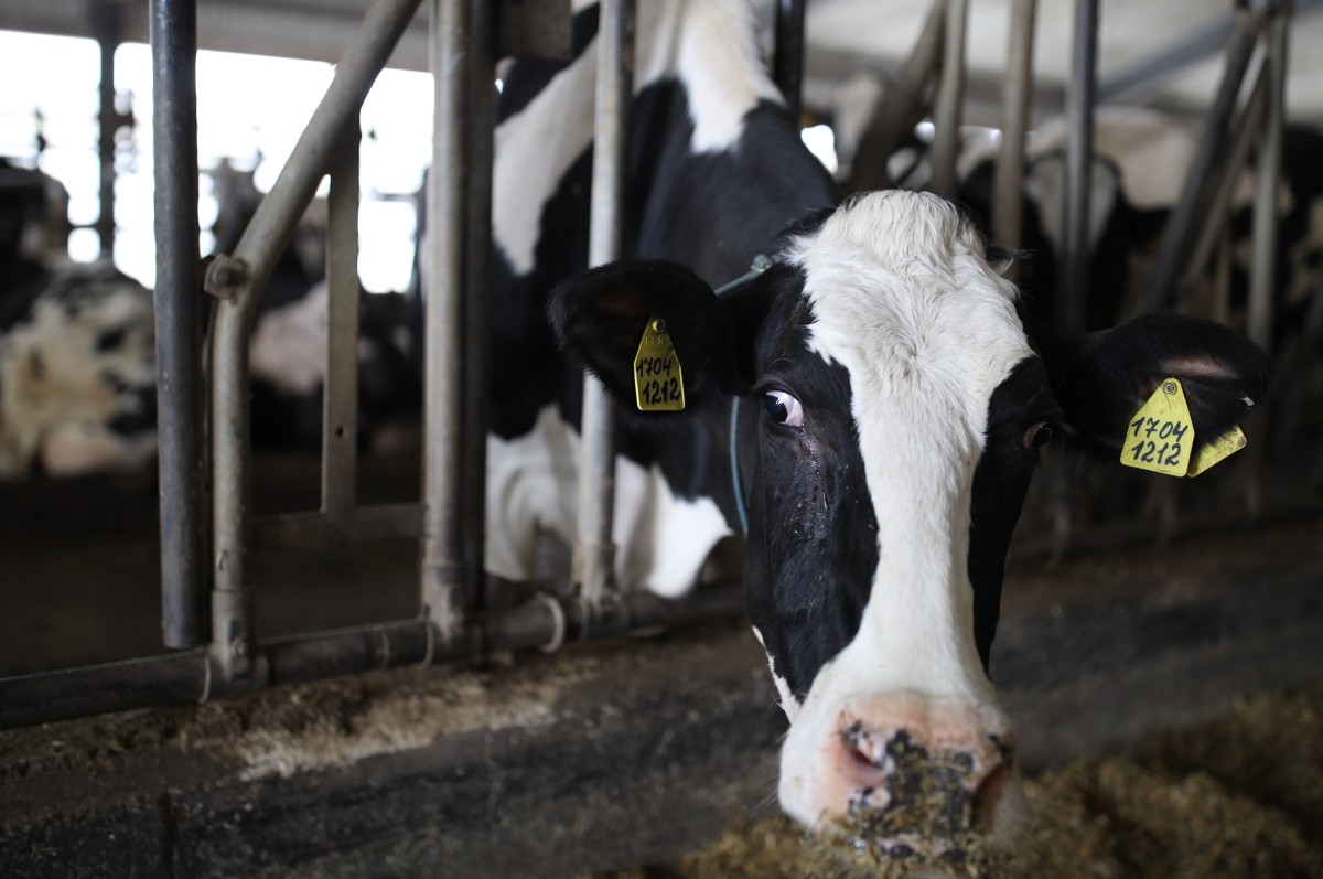 Содержать поголовье молочного скота в России без импорта сырья невозможно. Фото: РИА Новости