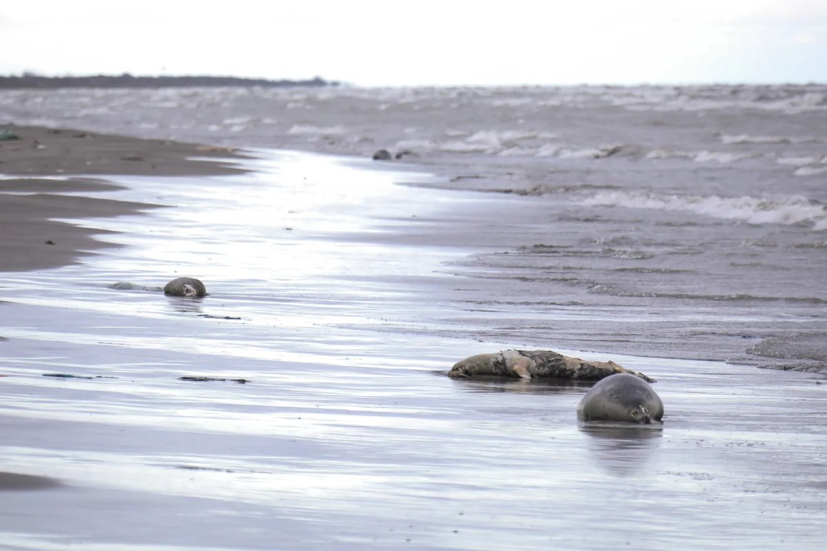 Гибель тюленей на побережье Каспийского моря. Фото: Муса Салгереев / ТАСС