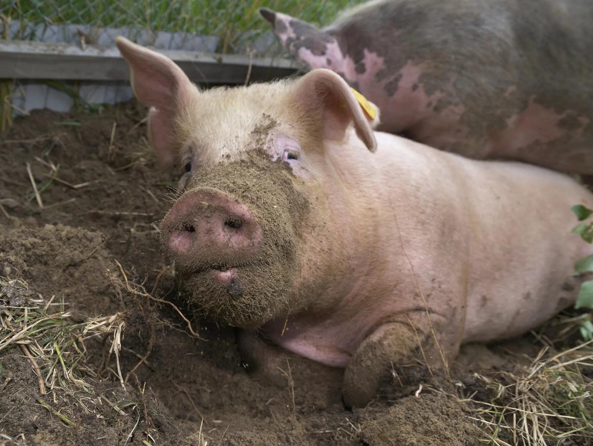 Свинья священное. Свиньи. Фото свиньи. Африканская чума свиней.