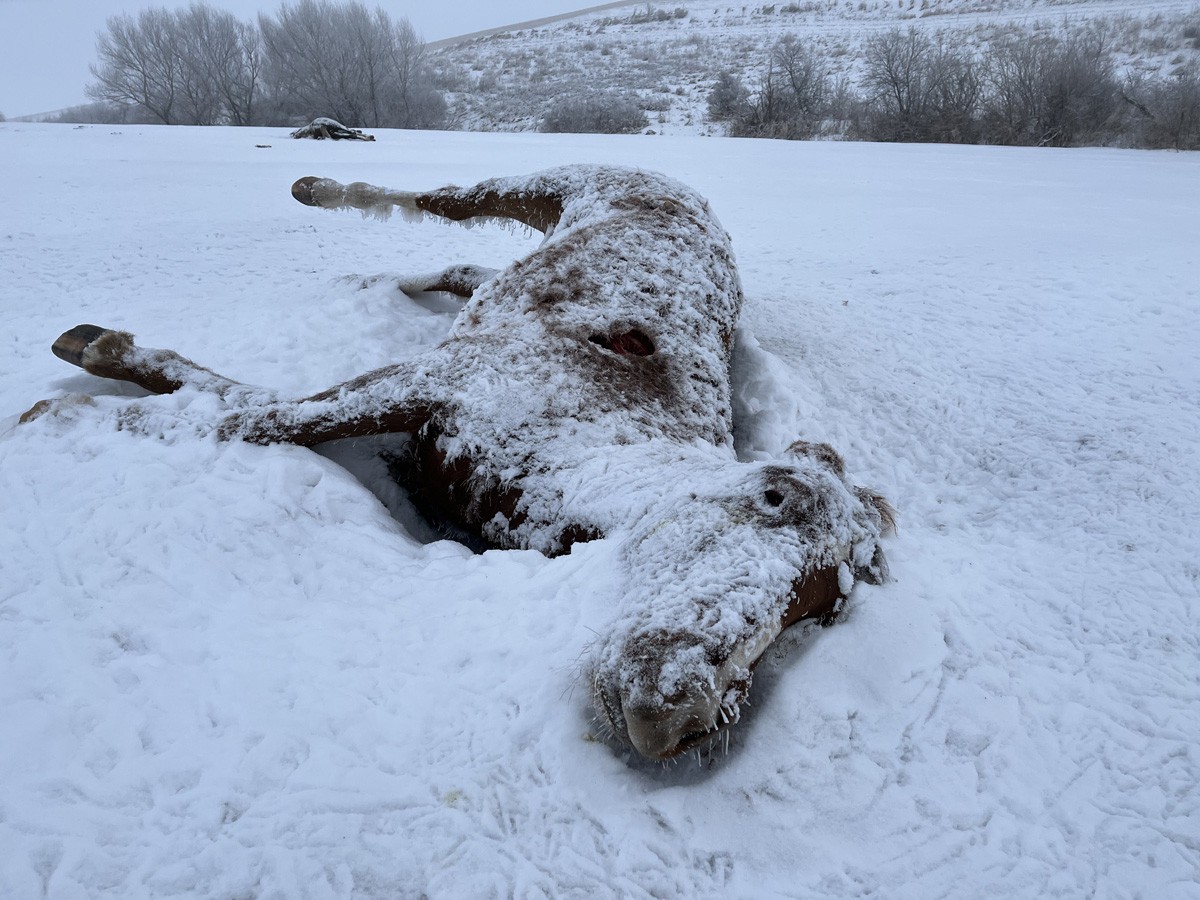 Убитая лошадь Дрокова. Фото: Елизавета Кирпанова / «Новая газета»