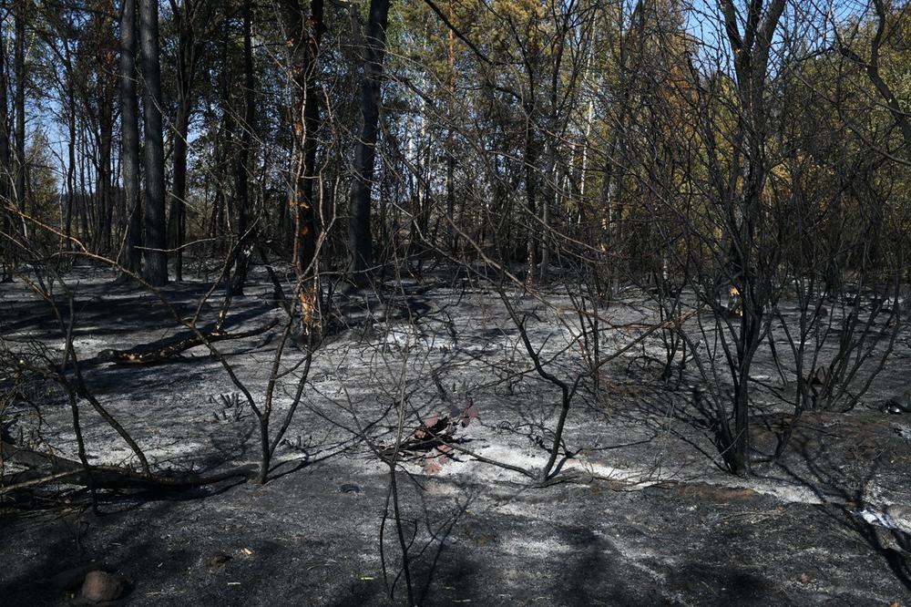 Лес после пожара. Фото: Светлана Виданова / «Новая газета»