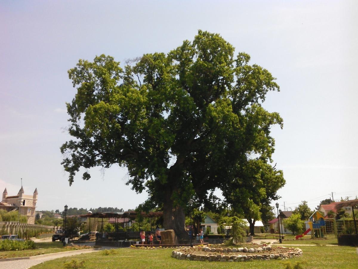 Дерево Раевского. Фото: Елена Бердникова