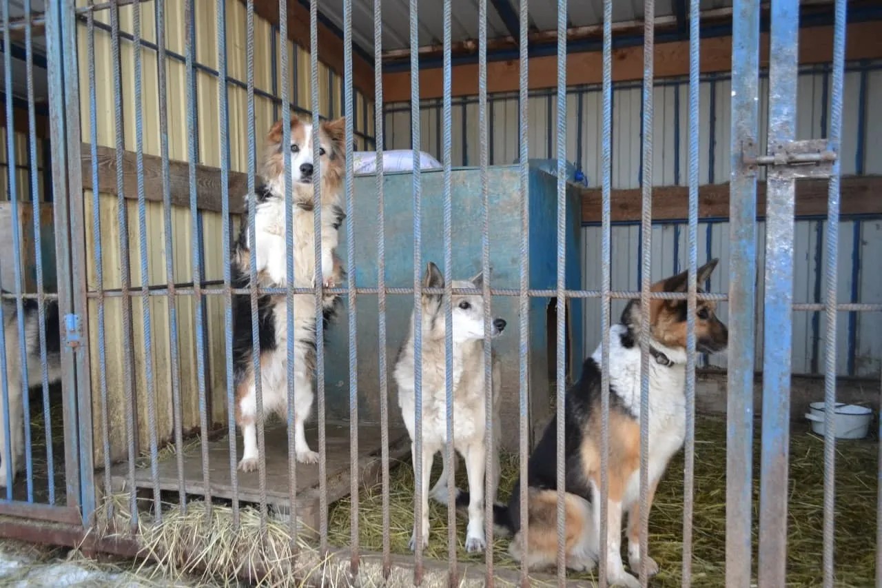 Приют для собак в Тюмени. Собачий приют в Тюмени. Собаки в приюте Тюмень фото.