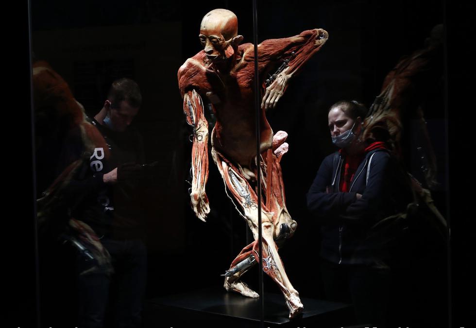 Выставка «Мир тела». Фото: Антон Новодережкин / ТАСС