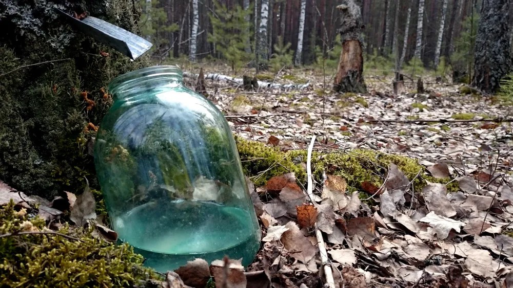 Сбор березового сока в радиоактивном лесу. Фото: Зинаида Бурская / «Новая газета»