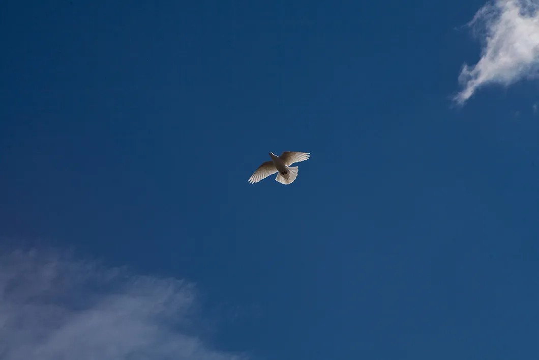 Голубь в небе над голубятней. Фото Елена Лукьянова / «Новая газета»