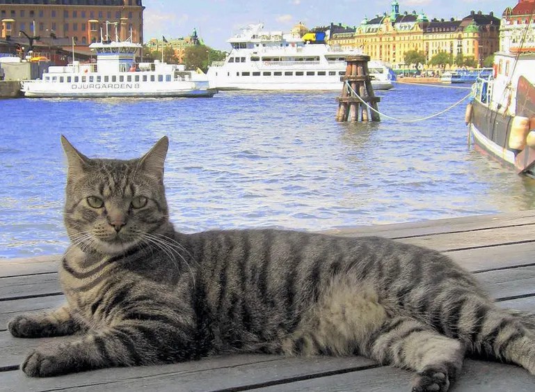 Кот в Стокгольме. Фото: flickr.com