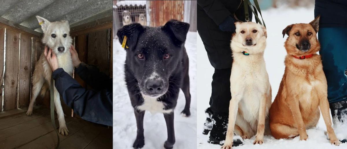 Ника, попавшая в отлов щенком, безымянный пес, а также сестры Фрейя и Фрида, сданные в отлов хозяйкой. Фото: предоставлены волонтерами