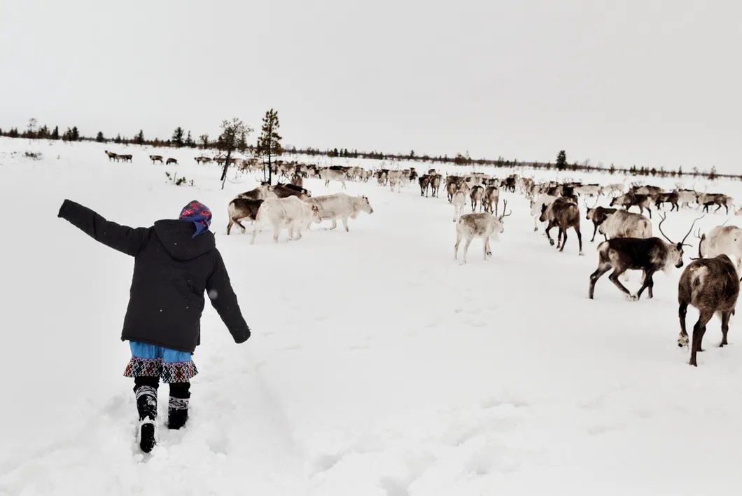 Наташа, дочка Валерия Пяка, выгоняет стадо. Фото: Юрий Козырев / «Новая газета»