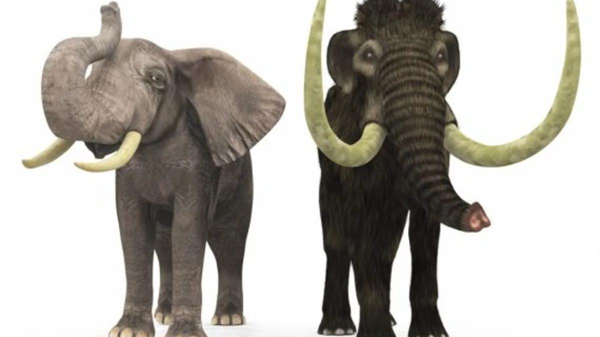 Решение кадровых вопросов на родине волосатых слонов