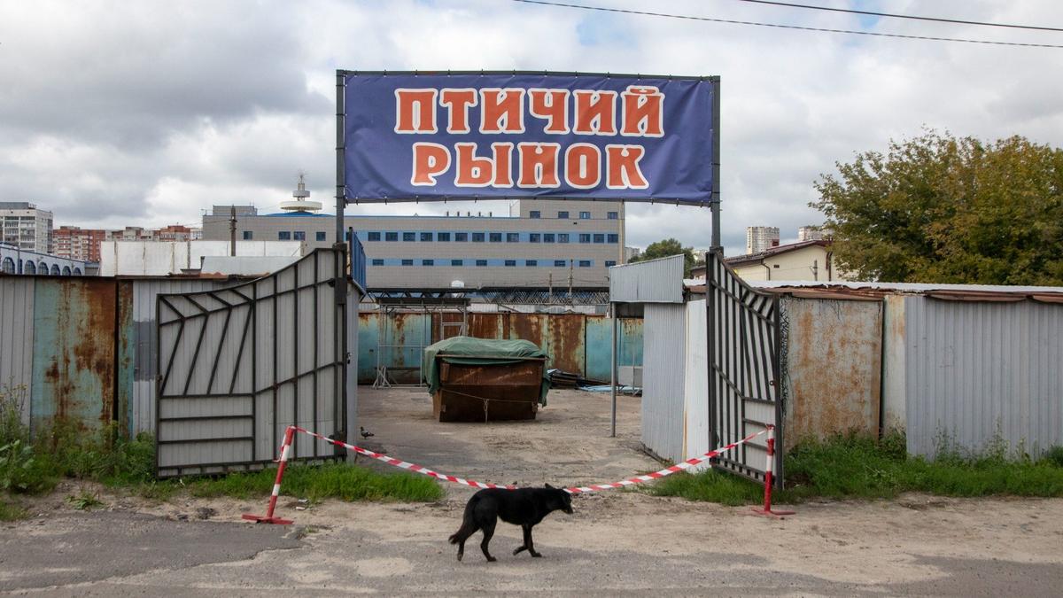 Еще раз про собак