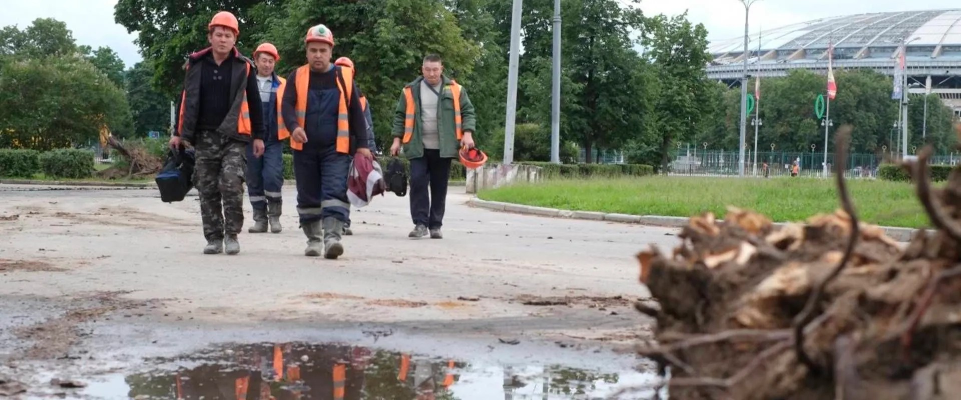 Ради чемпионата по футболу в Лужниках вырубят более 1000 деревьев