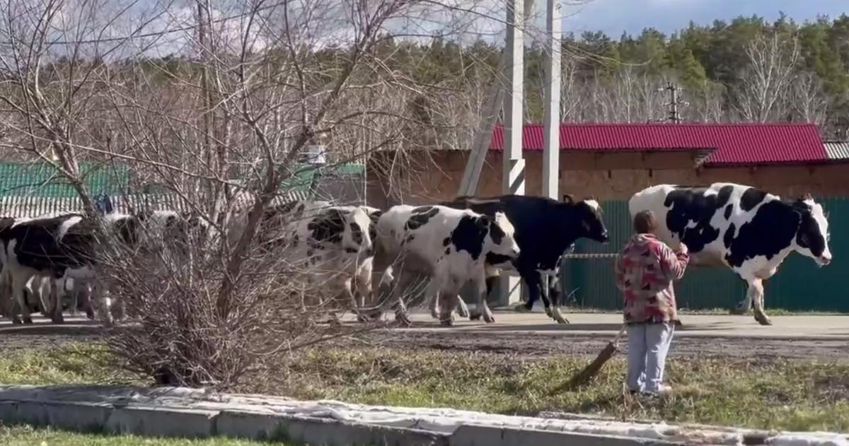 Перегон коров из Глинок. Фото: соцсети