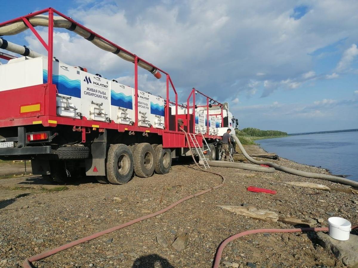 Зарыбление Енисея. Фото: Росприроднадзор