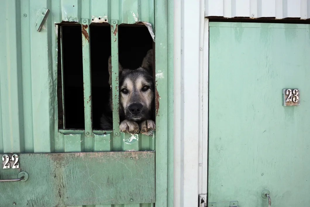 Бездомная собака в пункте временного содержания. Фото: РИА Новости