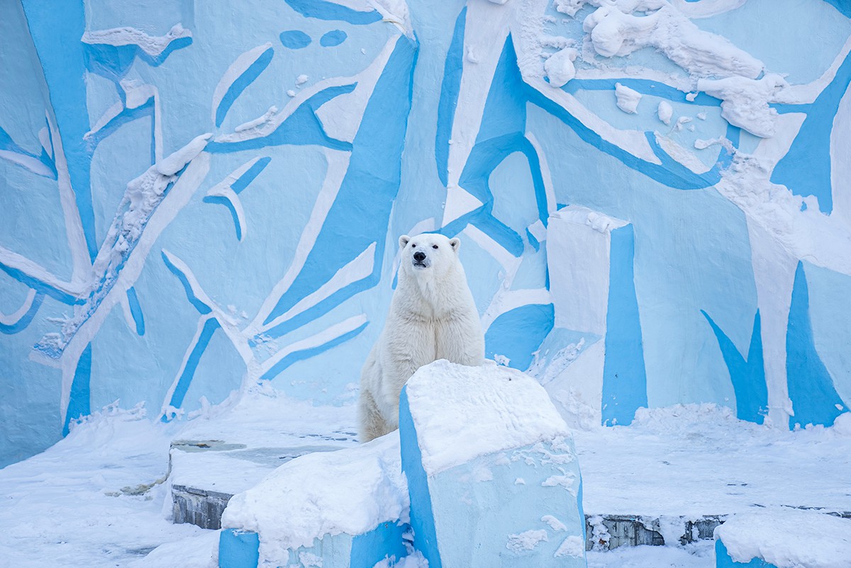 Белый медведь в новосибирском зоопарке. Фото: Арден Аркман / «Новая газета»