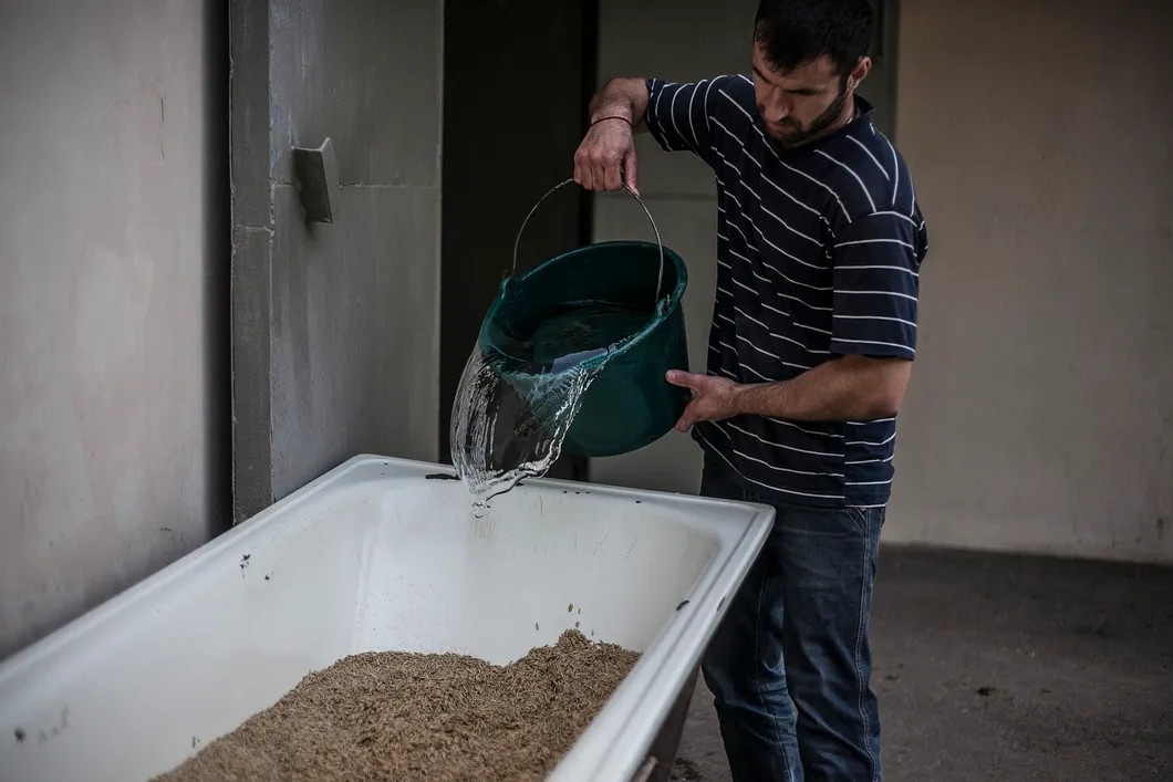 В обязанности Али входит подготовка корма для лошадей. Фото: Владислав Докшин / «Новая газета»