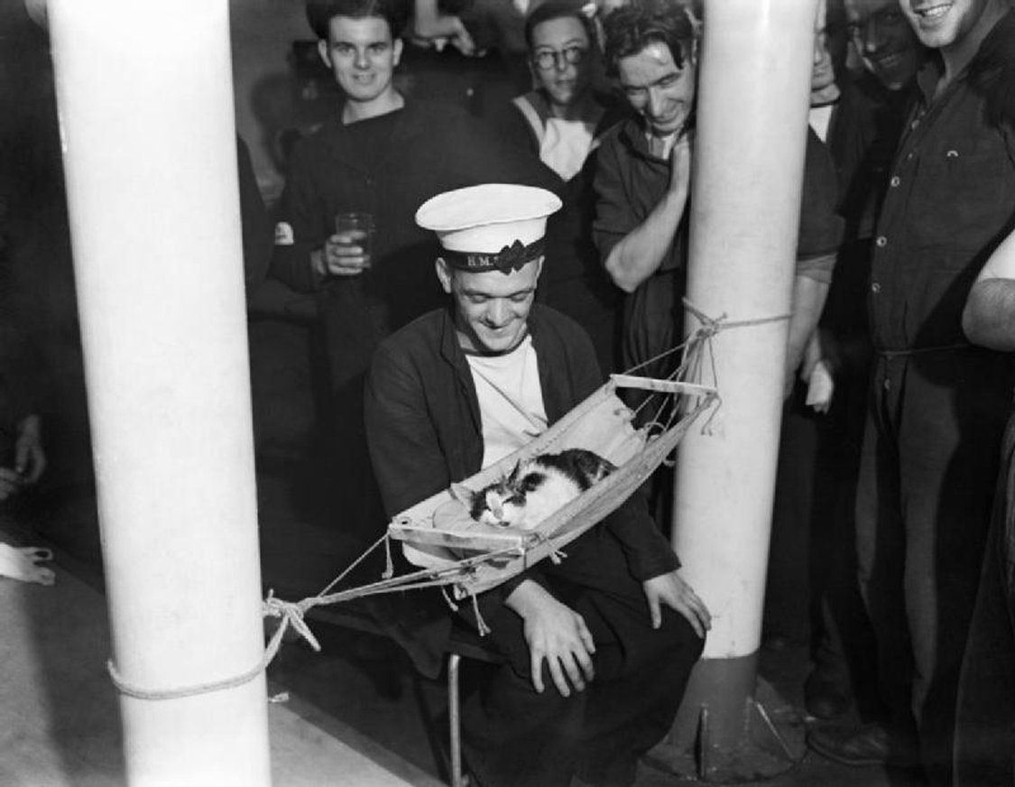 Кот «Конвой» спит в собственном гамаке на крейсере «Гермиона», 26 ноября 1941 г. Фото: архив