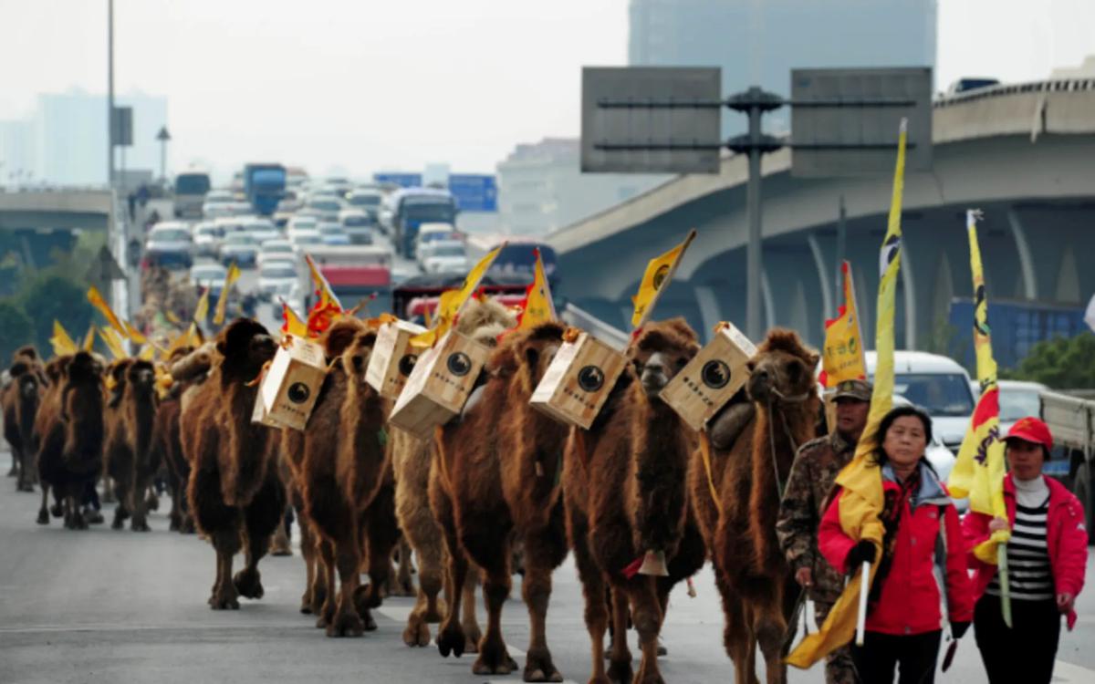 Караван китай. Караван из Китая. Верблюд в Китае. Верблюды чайный путь.