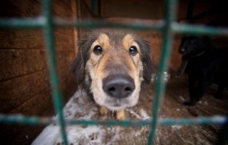Собака из приюта в Севастополе. Фото из соцсетей