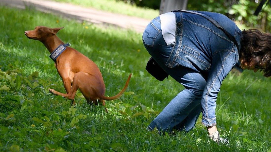 Закон у пса под хвостом