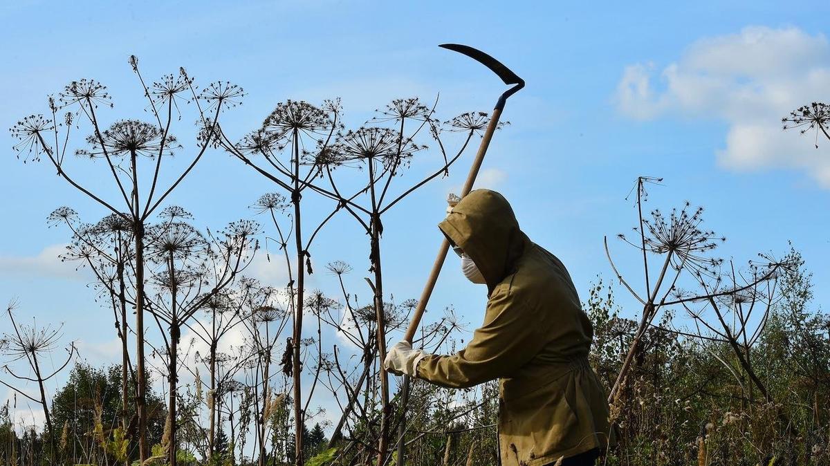 Борщевик на службе, кафе строгого режима и слишком умная «Алиса»