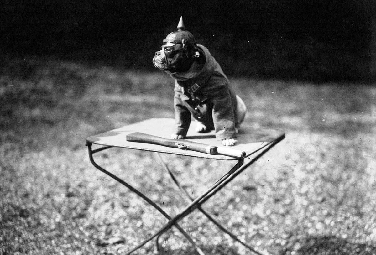 Собака, переодетая немецким солдатом, 1915 год. Фото: theatlantic.com