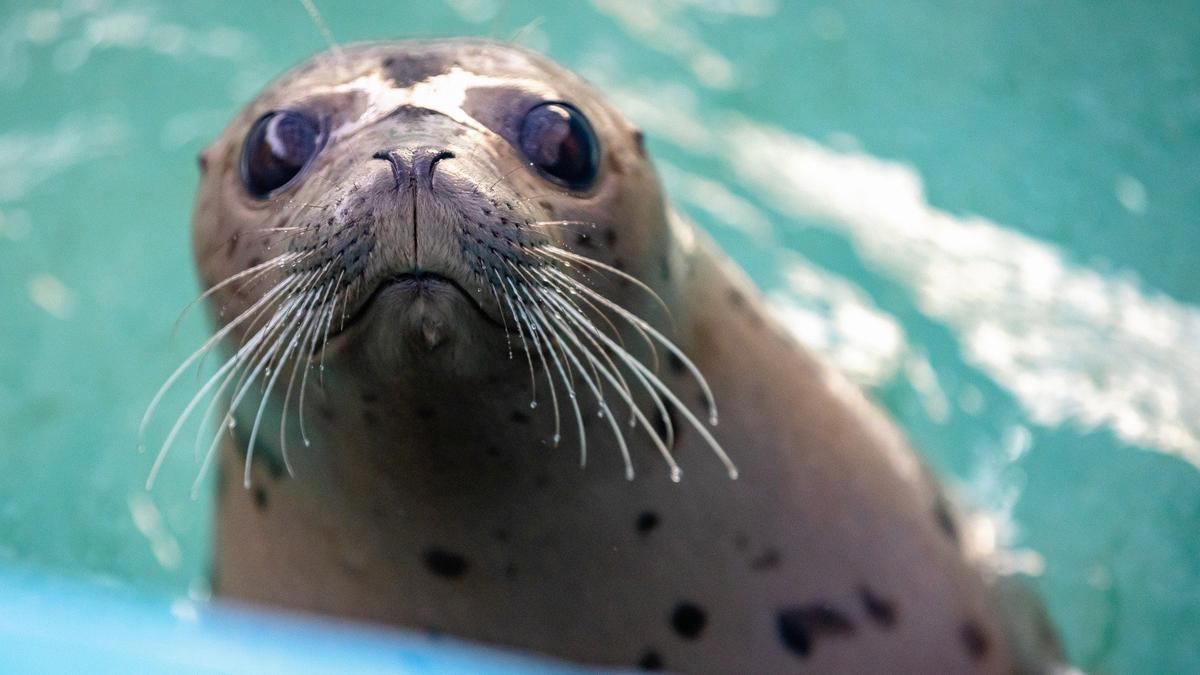 Колбаса «Депутатская»