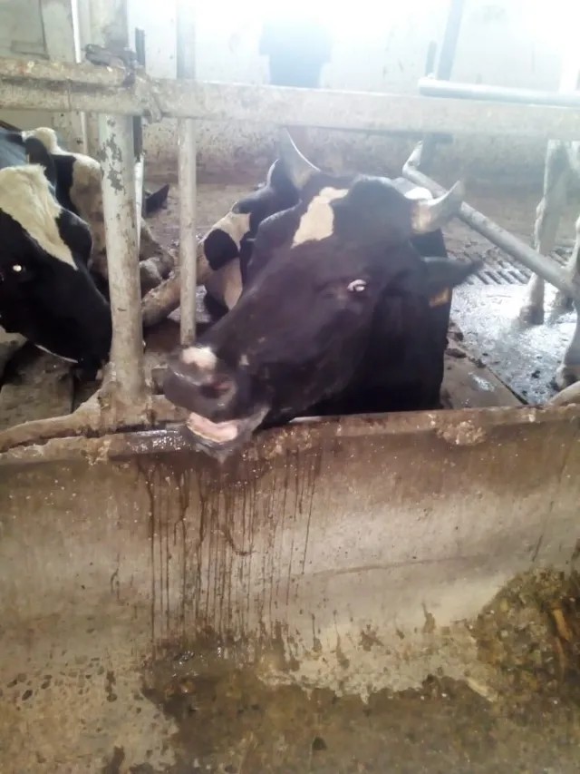 Зараженная корова фермерского хозяйства «Степное». Фото передано в распоряжение «Новой газеты»