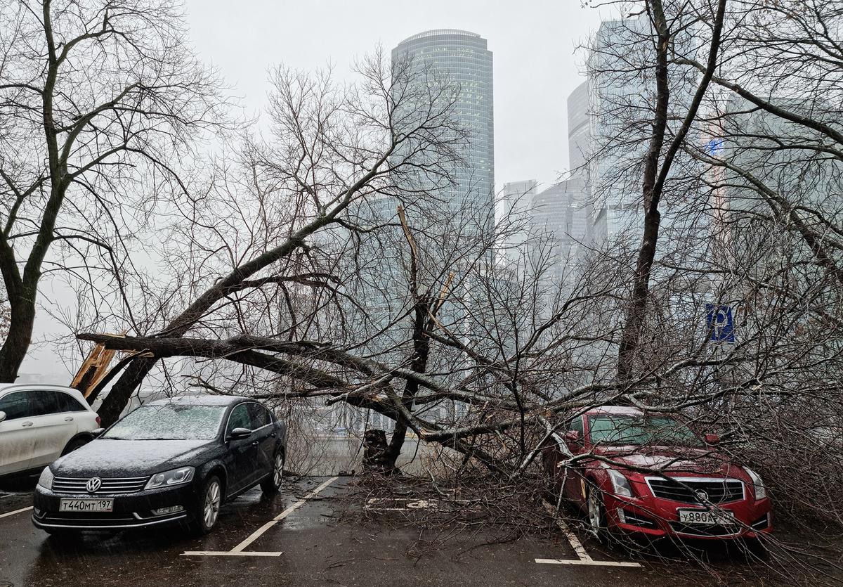 Москва. Автомобили, поврежденные поваленными деревьями. Фото: Алексей Голенищев / ТАСС