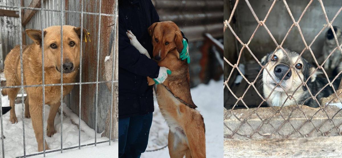 Рыжка, 5 лет, Рыжик, 1,5-2 года и Соня (отловили с ошейником, была домашней). Фото: предоставлены волонтерами