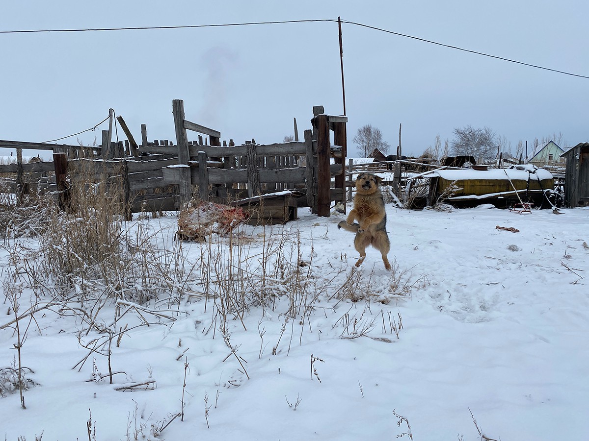 Собака на ферме Дроковых. Возле будки лежит обглоданная туша. Фото: Дарья Кудрина / «Новая газета»