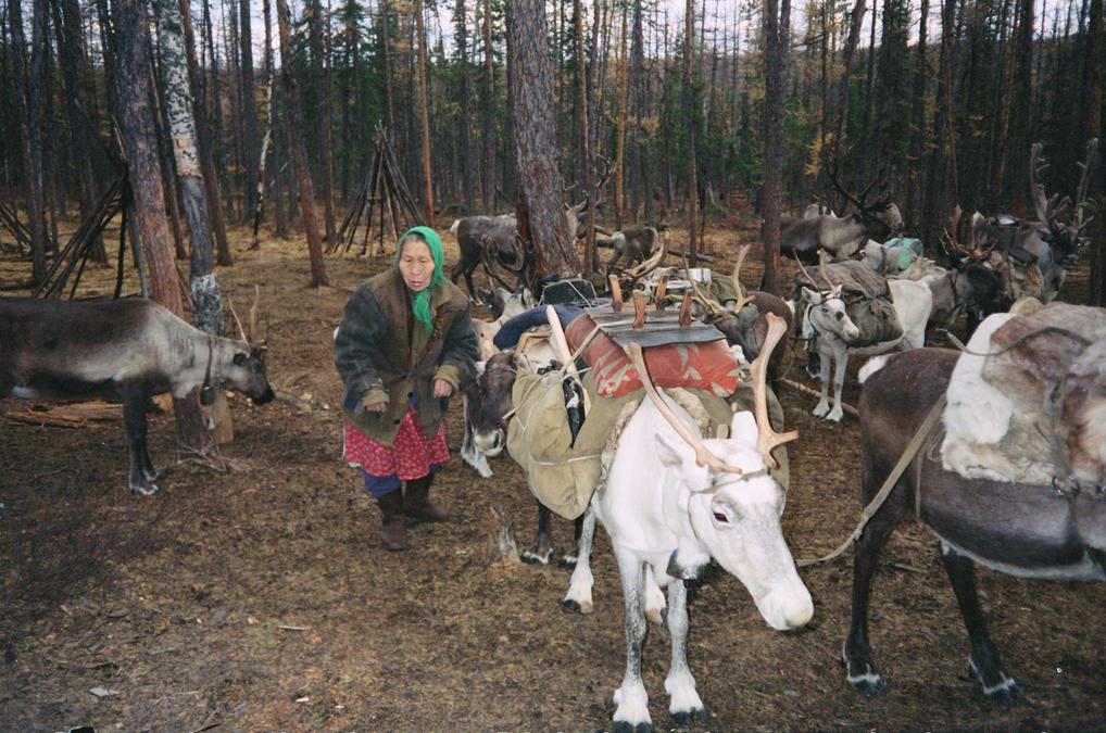 Нона Павловна Тарпушонок готовит оленей к переходу. Лето 1994 г. Фото: Павлина Брзакова