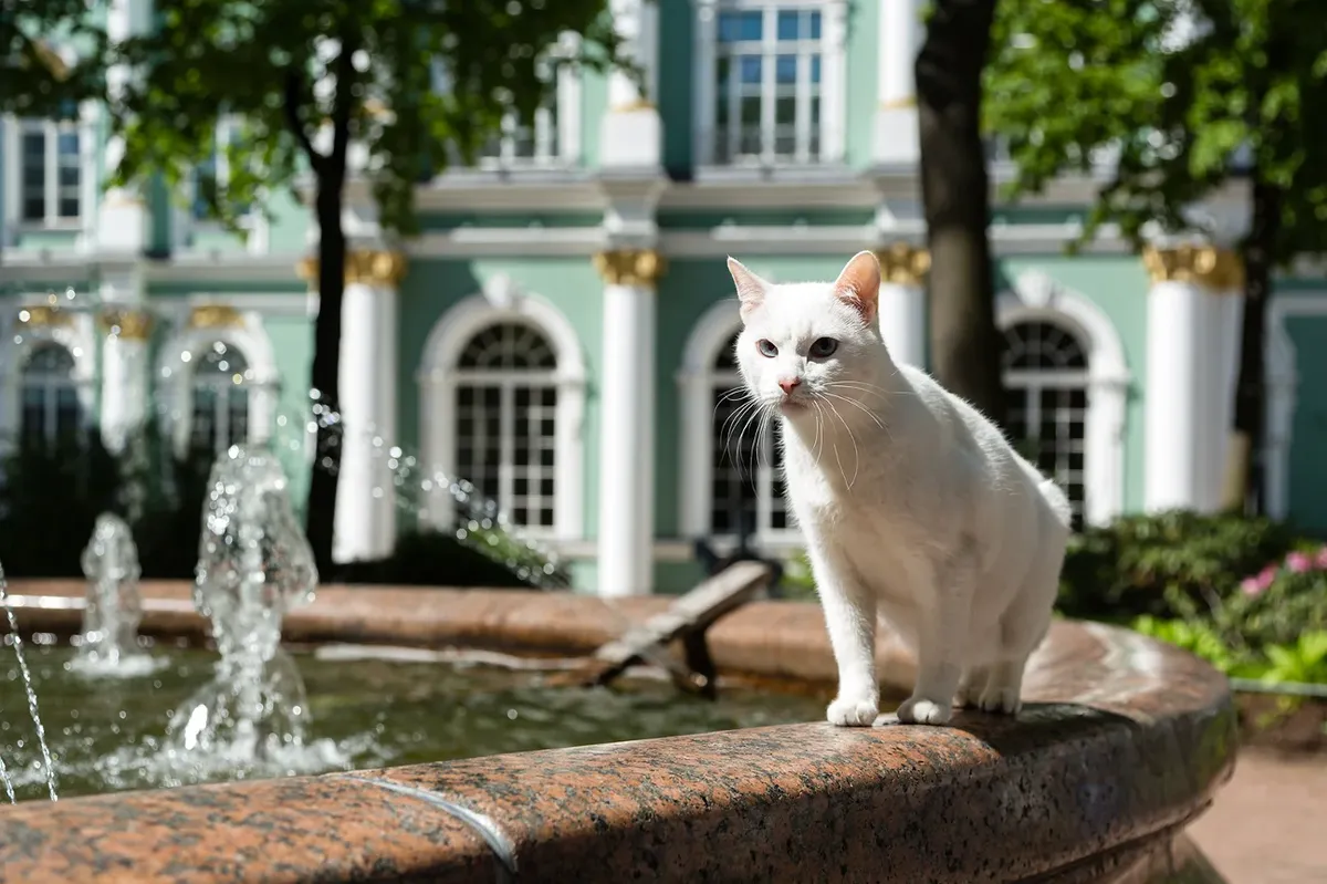 Почетные когти Ленинграда. Каким путем исчезнувшие в городе коты вернулись  «на брега Невы» после прорыва блокадного кольца — Новая газета