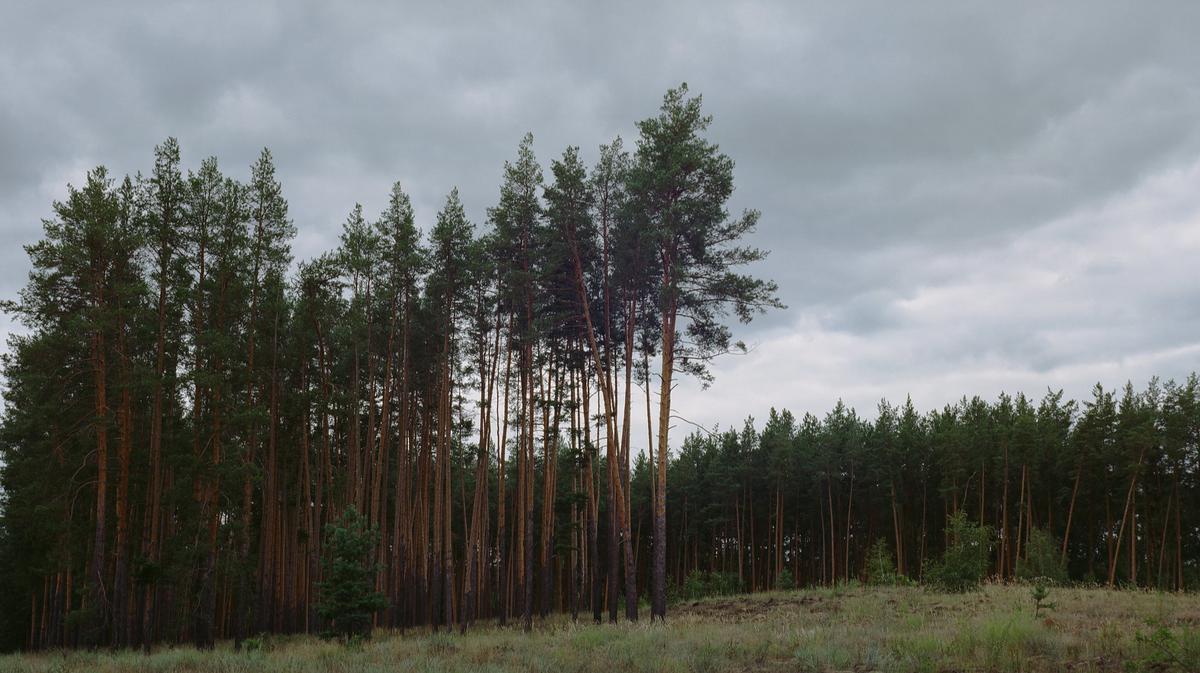 Граница леса. Граница в лесу. Пограничные леса. Граница с лесом.