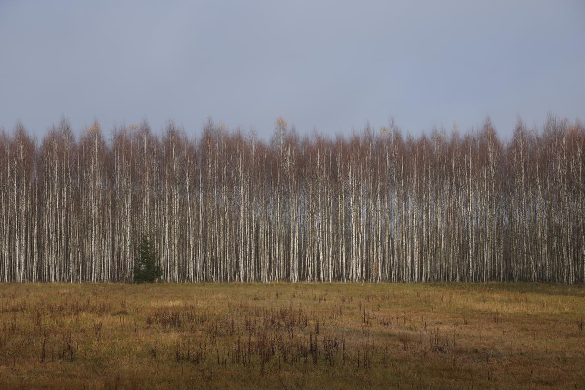 Лес на границе Польши и Беларуси. Фото: Getty Images