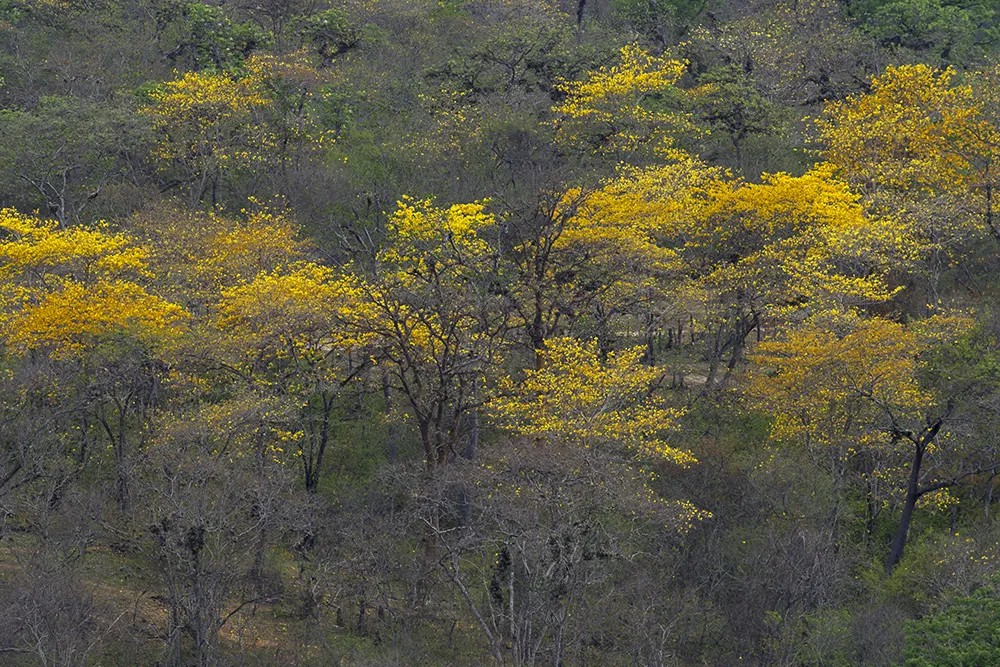 Лес на границе Перу и Эквадора. Фото: EPA-EFE