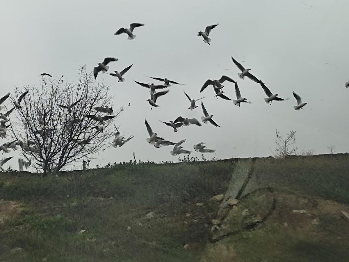 Фото: тг-канал hranilishe_shelba