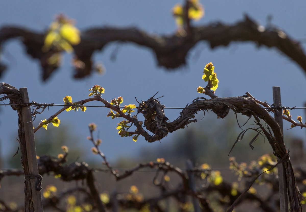 Алушта. Виноградники. Фото: Сергей Мальгавко / ТАСС