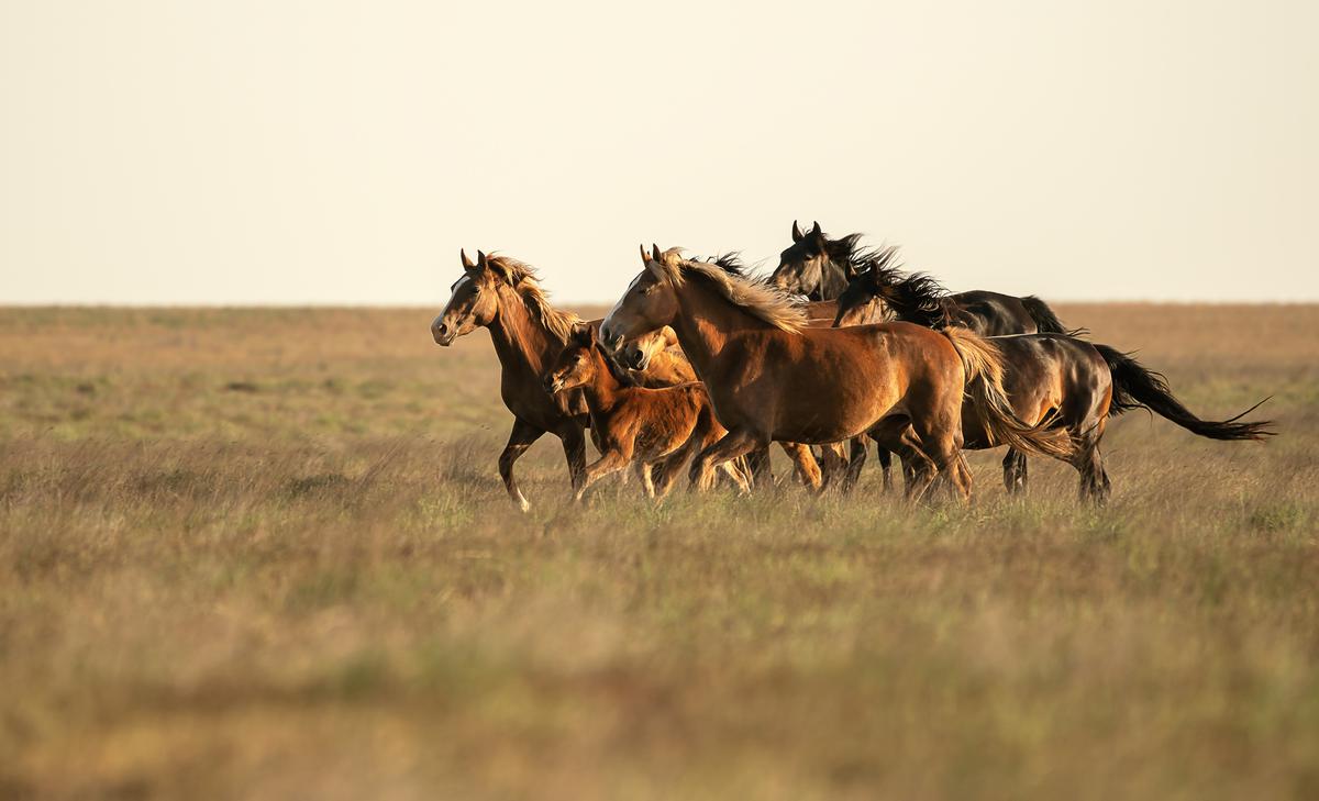 Калмыцкие лошади. Фото: Олег Милеев / creative commons
