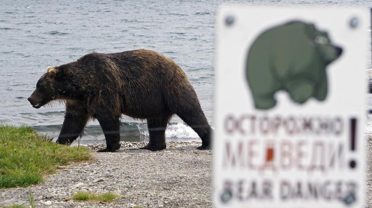 Столуется на свалках и в курятниках