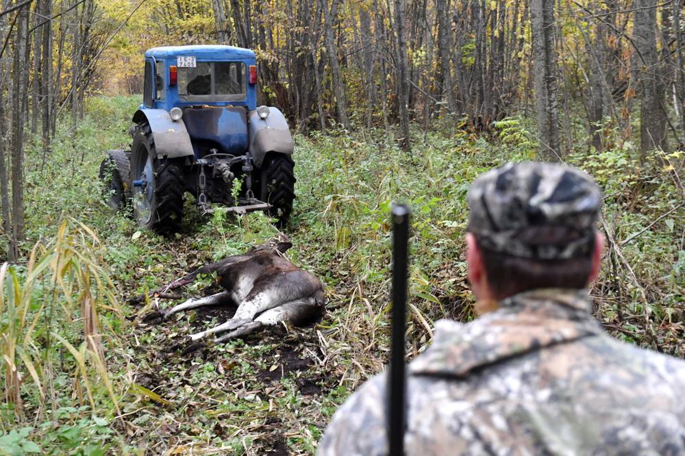 Загонная охота на лося. Фото: Виктор Драчев / ТАСС