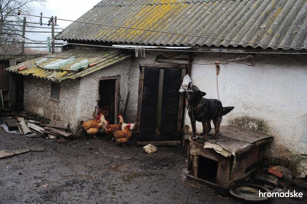 Собака и куры во дворе Владимира Алексеевича. Фото: Макс Левин / hromadske