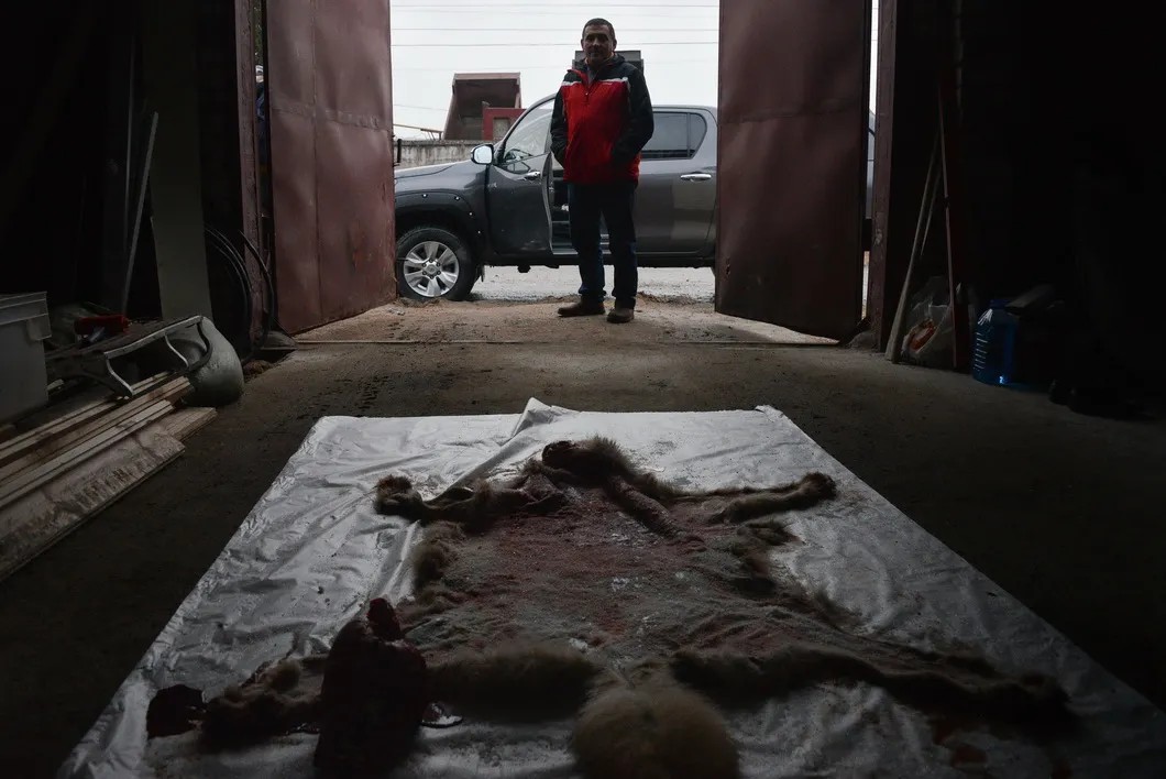 Охотник Михаил Хомош рядом с шкурой убитого им волка. Фото: Виктория Одиссонова / «Новая».  Другие фотографии смотрите тут
