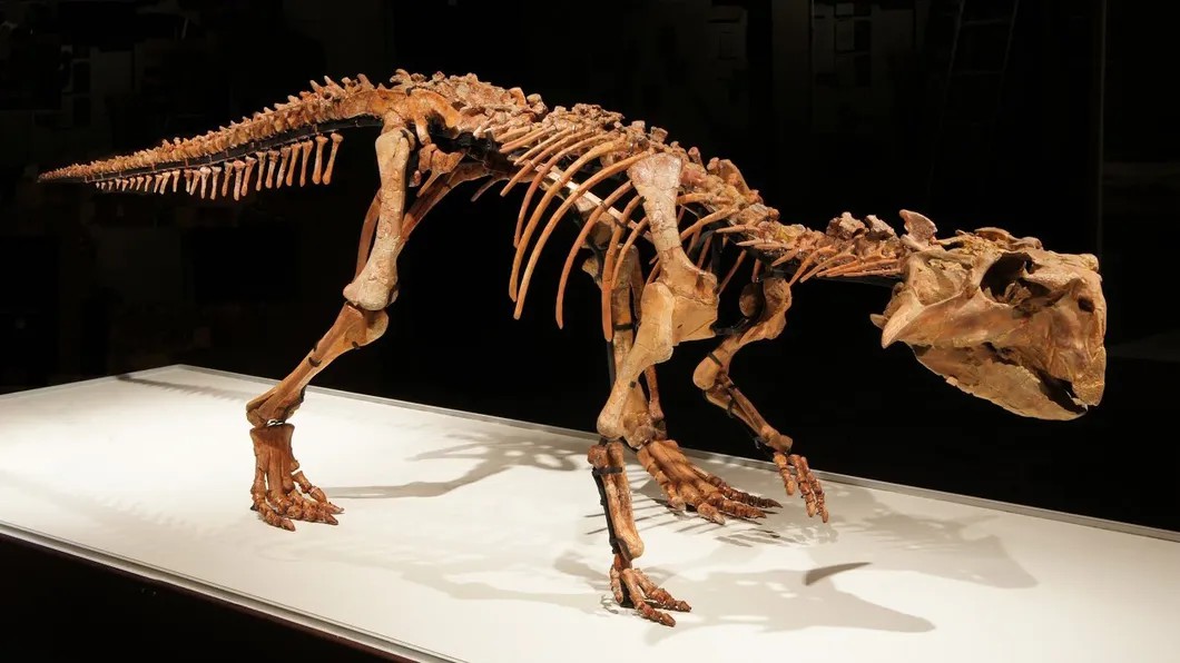 Сибирский пситтакозавр. Фото: paleo.ru