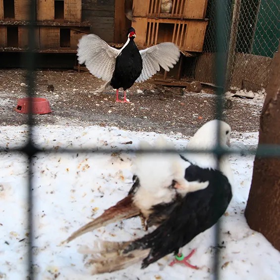 Обедневший на 13 птиц вольер во дворе дома 8 по улице Макаренко. Фото: Анна Артемьева/«Новая газета»